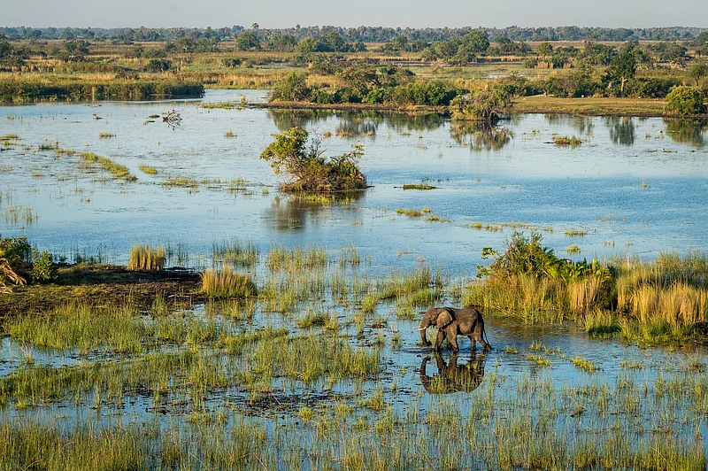 Elephant on the plains