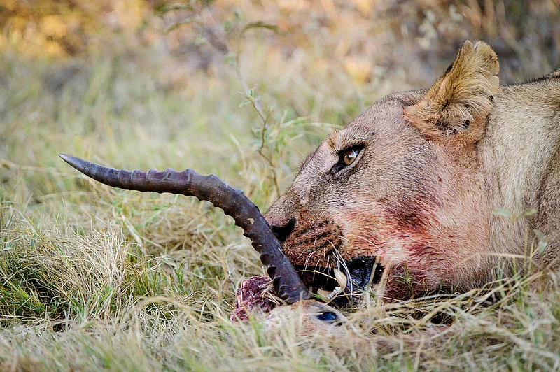 Lion kill