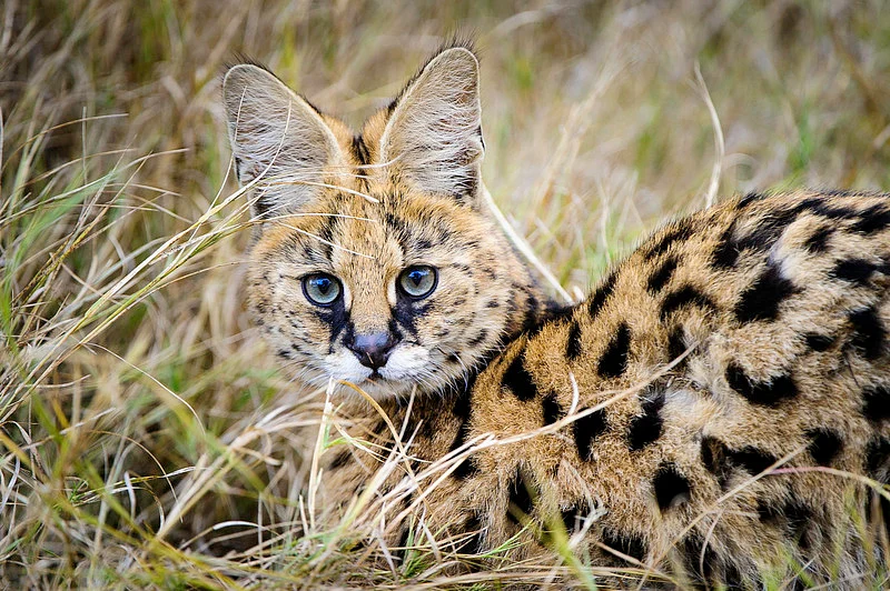 Serval