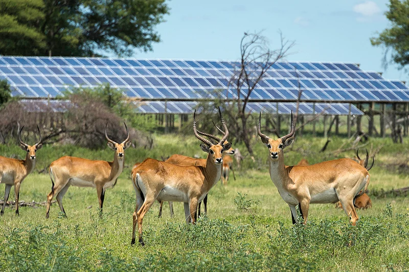 Lechwe at Mombo in front of solar panels