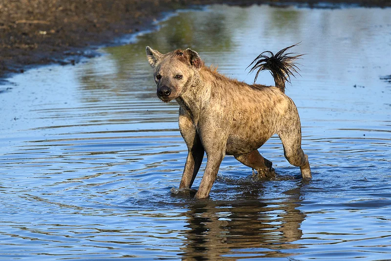 Hyena spotting