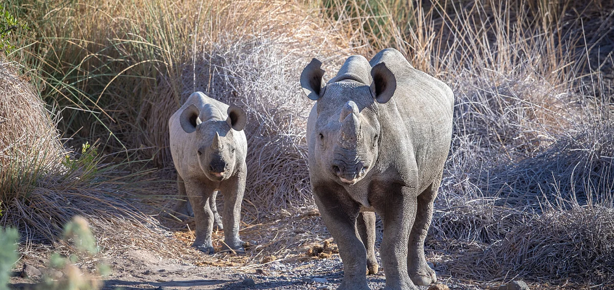Celebrating World Rhino Day 2020