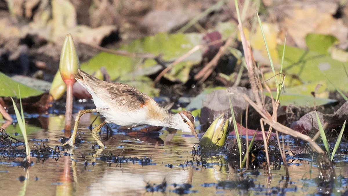 Wilderness Safaris Contributes to Bird-Mapping Survey in Botswana