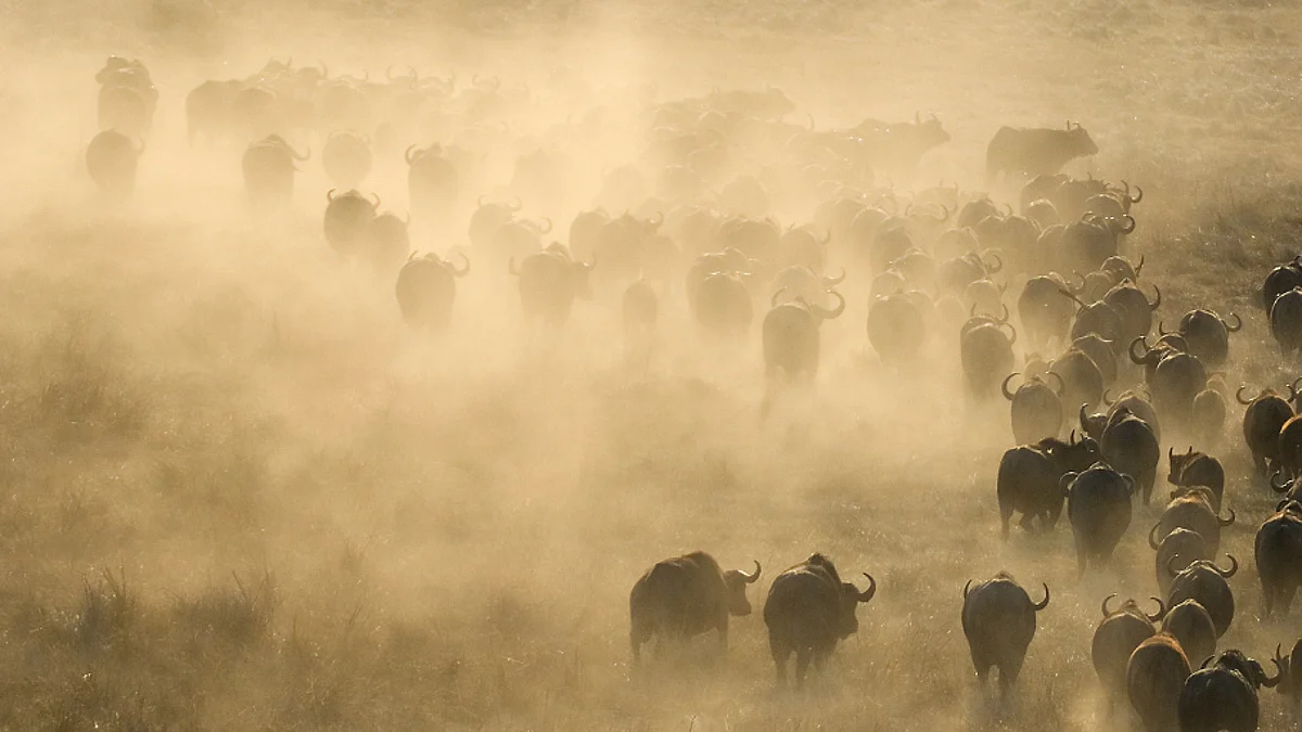 Reconnect to Africa - Zambia’s Vast ‘Plains of Plenty’