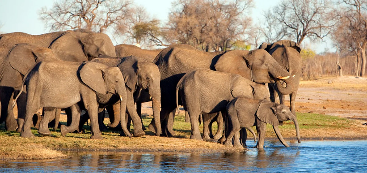 Wilderness Safaris Supports Scorpion Anti-Poaching Unit in Hwange