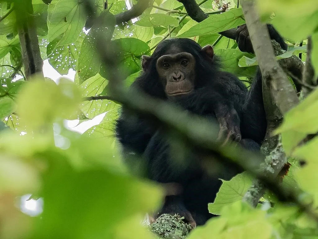 Gishwati Chimp