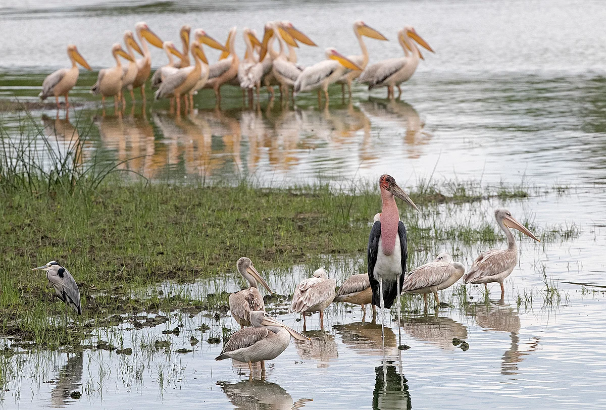 Pink-backed and great white pelicans together with grey heron and marabou stork