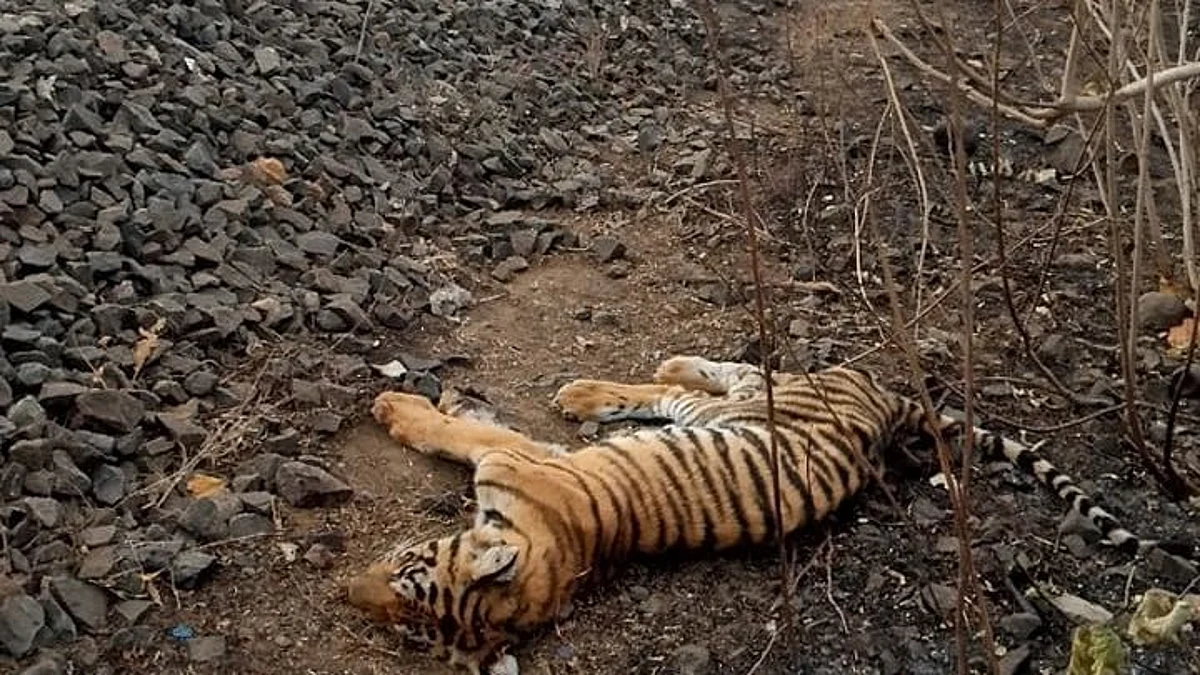बैतूल में ट्रेन से कटकर बाघ के शावक की मौत