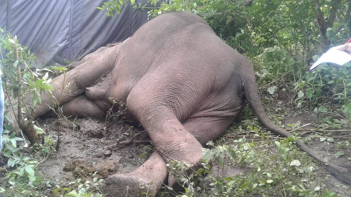 एंथ्रेक्स से जंगली हाथी की मौत के कारण हाई अलर्ट पर तमिलनाडु, केरल