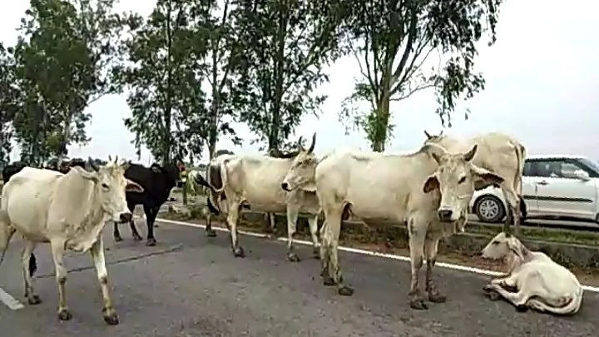 प्रधानमंत्री ने आवारा पशुओं की देखभाल के लिए सेवानिवृत्त सैन्य अधिकारी की तारीफ की