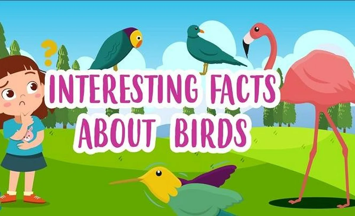 GK : few interesting facts for kids about birds