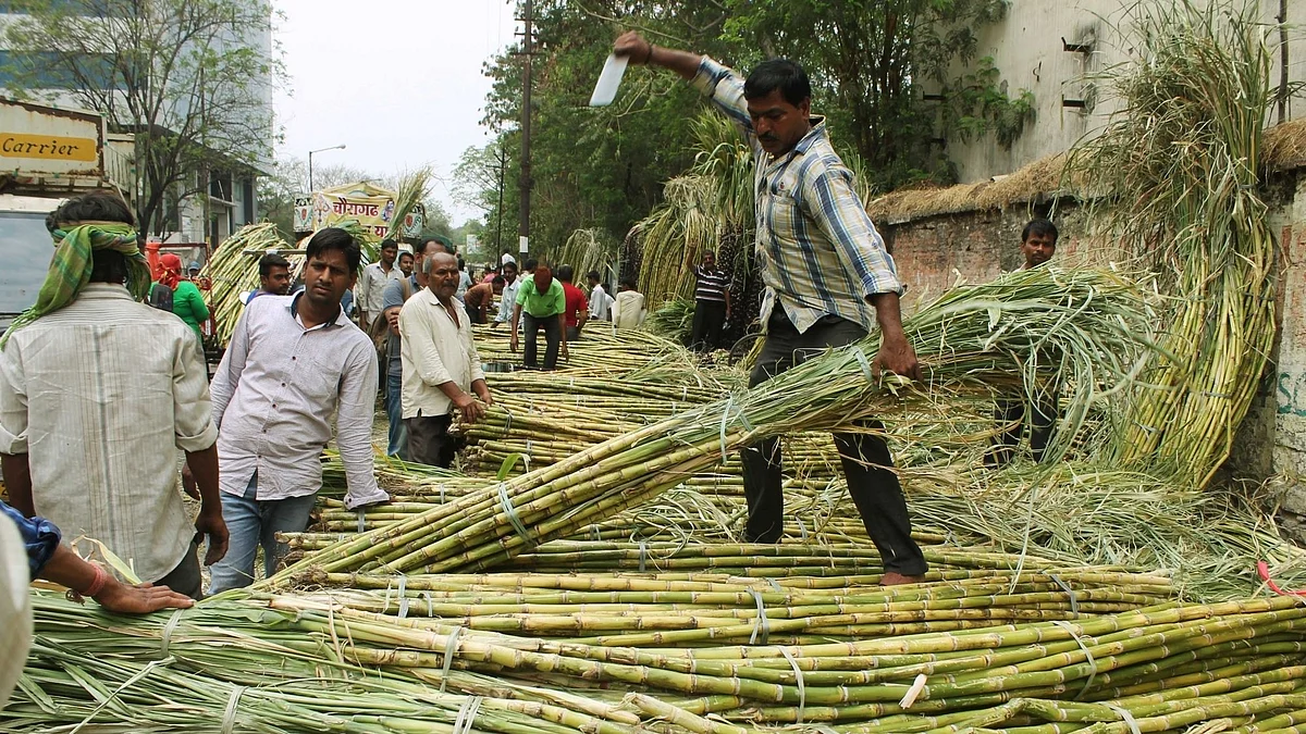 यूपी सरकार का दावा, 85% गन्ने का बकाया चुकाया गया