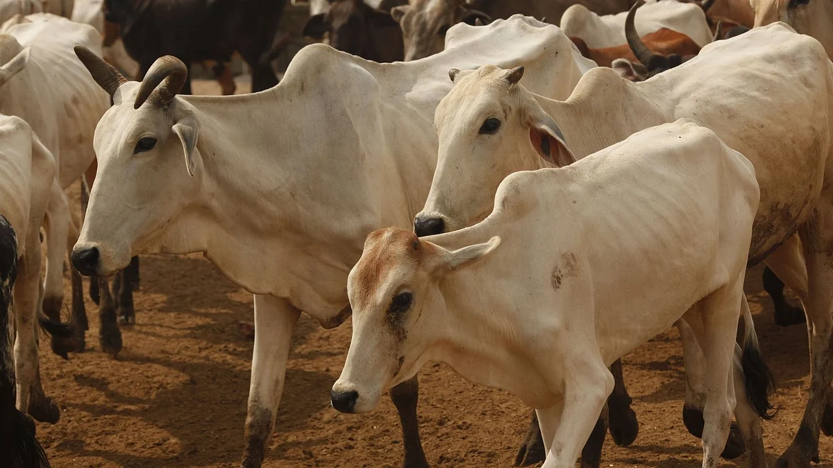गायों के साथ दुर्व्यवहार के लिए न्यूजीलैंड के किसान पर जुर्माना