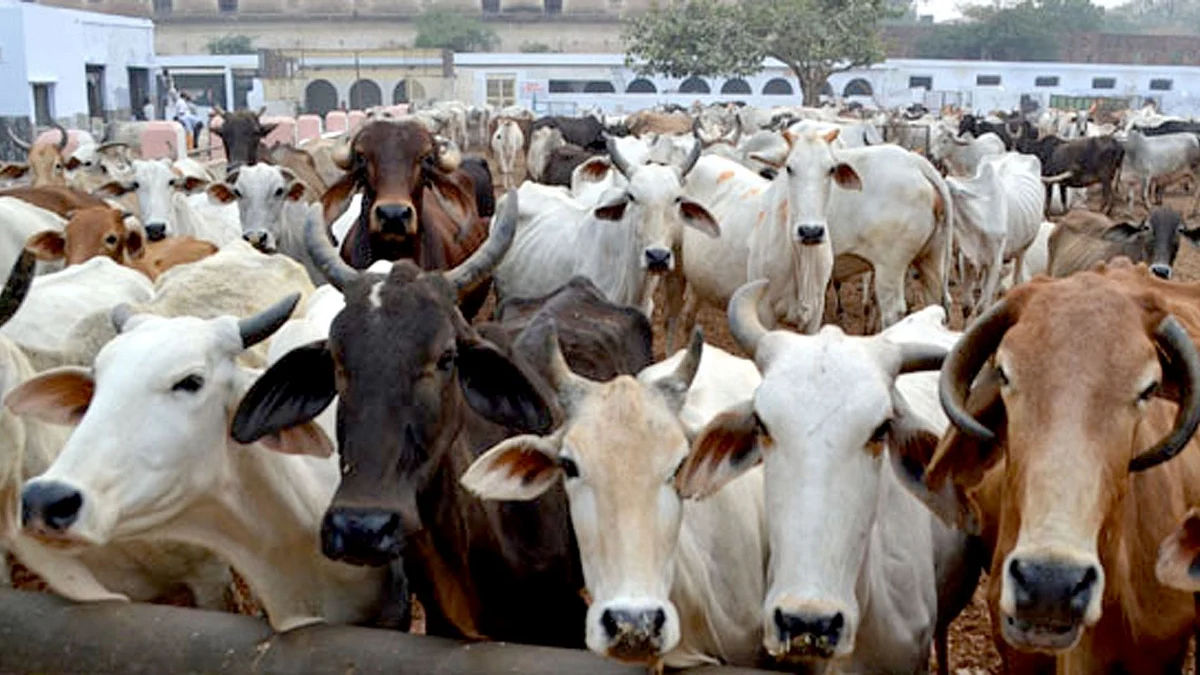 यूपी के मौलवी ने गाय को राष्ट्रीय पशु बनाने के हाई कोर्ट के सुझाव की सराहना की