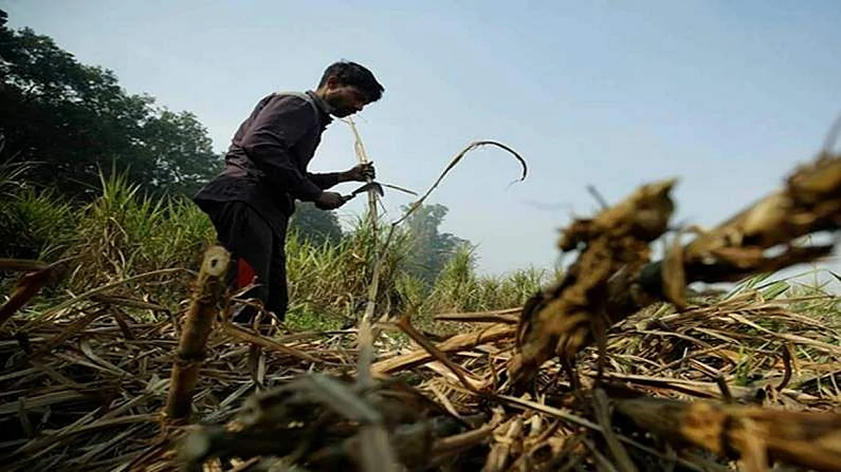 पेराई सत्र के दौरान सहकारी चीनी मिलों द्वारा अपनी पूर्ण क्षमता पर की जाएगी गन्ना पेराई