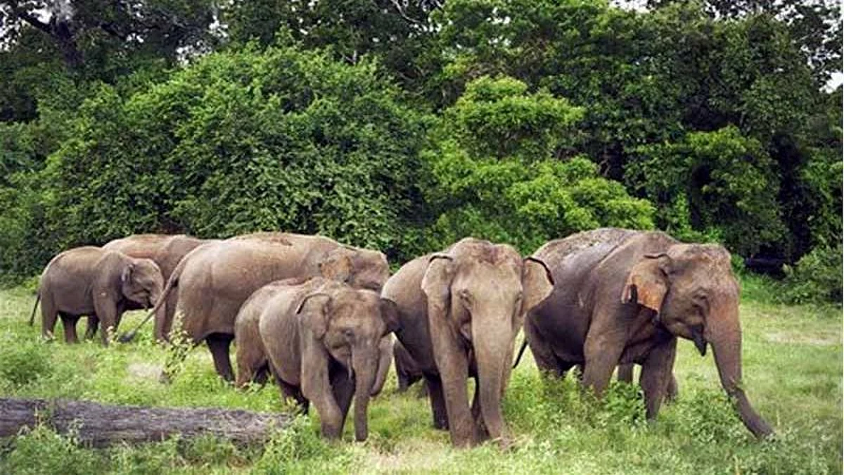 Dudhwa Tiger Reserve: हाथियों के झुंड की तस्वीरें ले रहा था युवक, गुस्साए हाथी ने कुचल कर ले ली जान