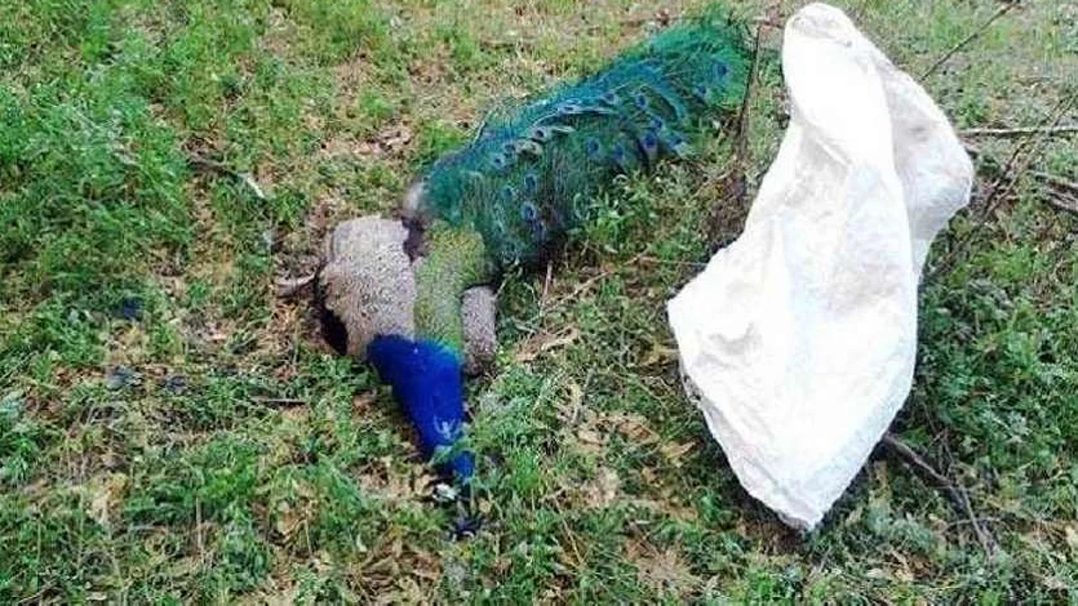 उत्तर प्रदेश: आगरा के लालाऊ गांव में 8 मोर मरे मिले, मामला दर्ज