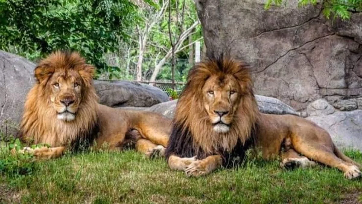 सिंगापुर: चिड़ियाघर में चार एशियाई शेरों को हुआ कोरोना, संक्रमित कर्मचारियों के संपर्क में आए थे