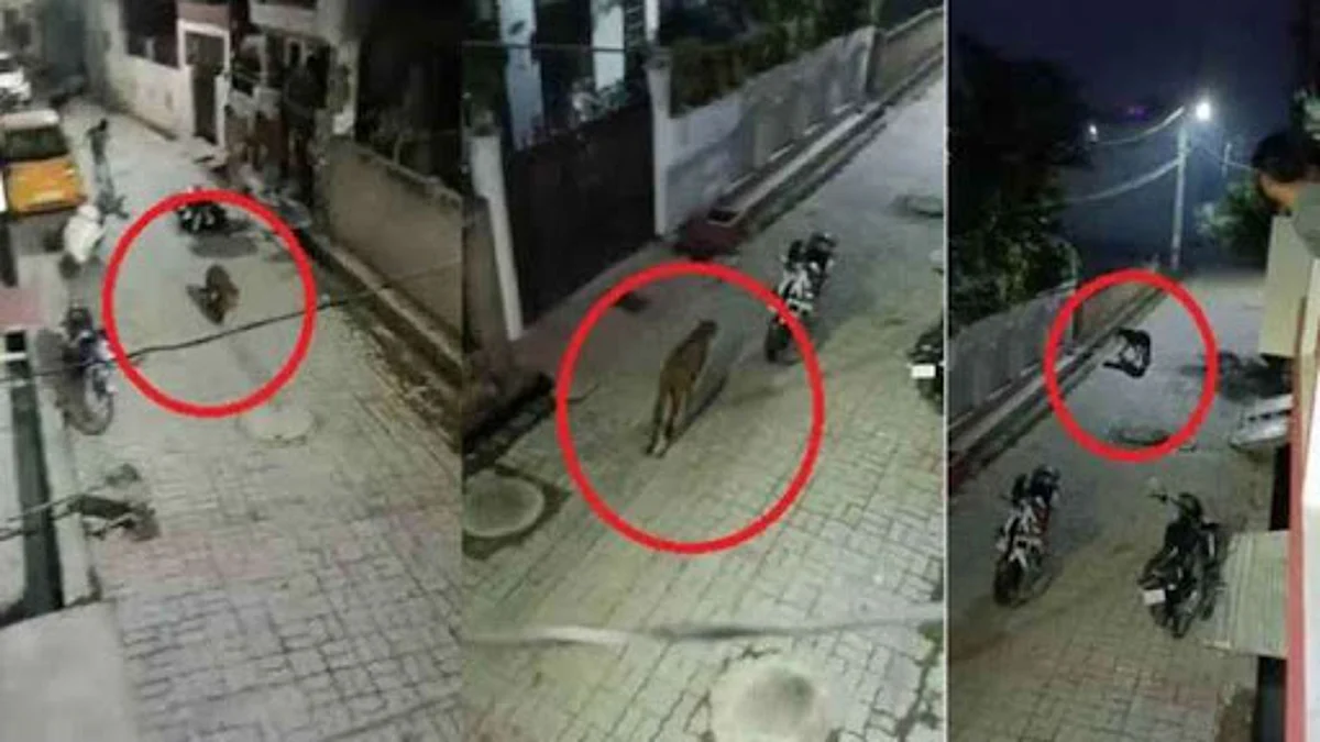 Leopard Terror in Lucknow: लखनऊ में तेंदुए का आतंक जारी, अब तक हमले में हो चुके हैं सात लोग घायल