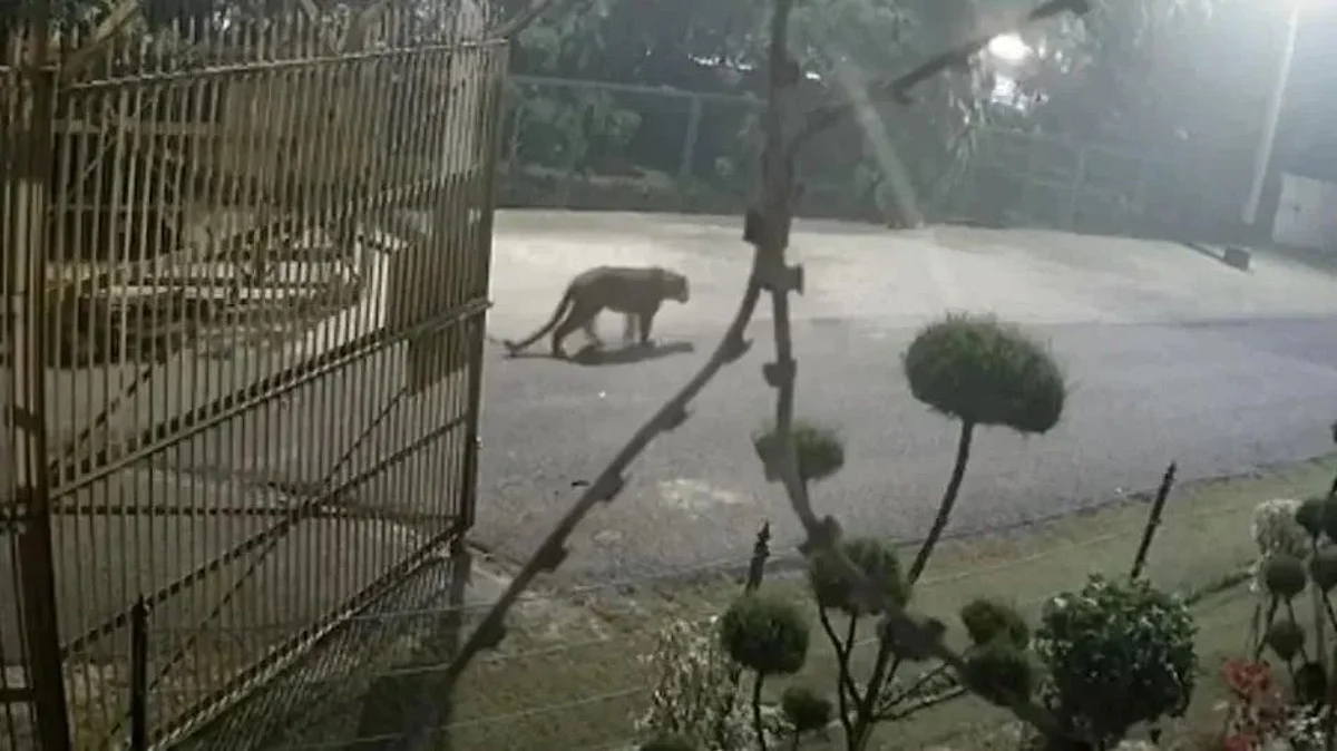 VIDEO: गुडंबा के पहाड़पुर की गलियों में बेफिक्र घूमता दिखा तेंदुआ, नज़र में है लेकिन पहुँच से अभी भी दूर