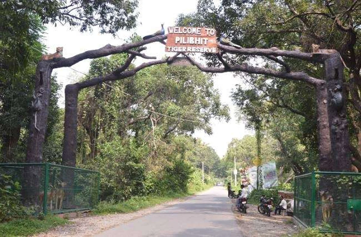 उत्तर प्रदेश: पीलीभीत टाइगर रिजर्व में प्रवेश के लिए अब कोविड टेस्ट जरूरी