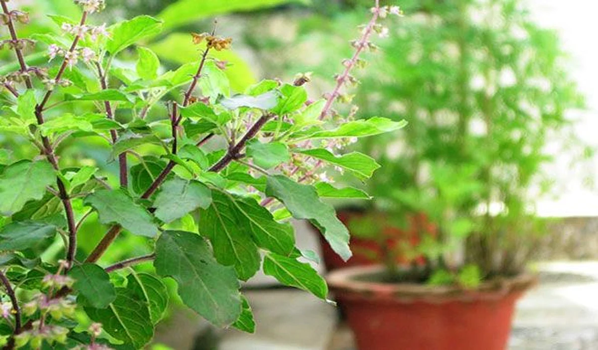 Lucky Plants: दौलत और बरकत चाहिए तो घर में लगाएं ये पौधे, सही दिशा भी है जरूरी