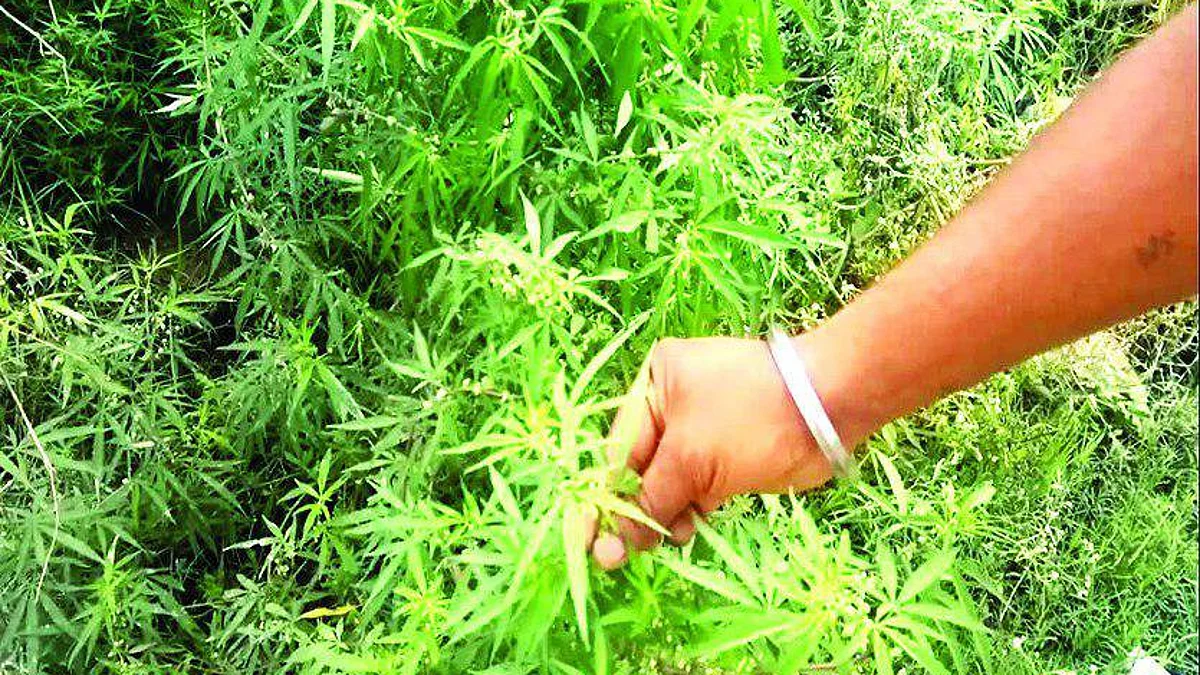 थाईलैंड में लीगल हुआ गांजा, ऐसा करने वाला पहला एशियाई देश बना