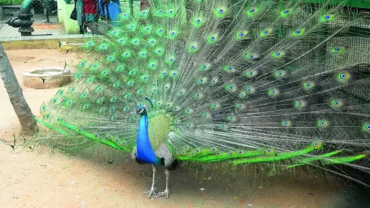 आगरा: 50 फीट गहरे बोरवेल में फंसा मोर, वन्यजीव SOS टीम ने बचाया