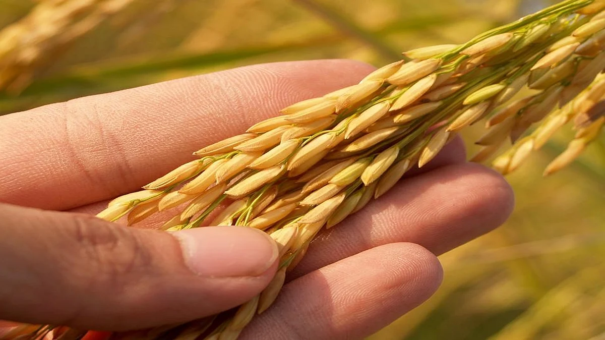 MSP for Kharif Crop: सरकार ने किसानों को दिया तोहफा, 14 खरीफ फसलों की एमएसपी को दी मंजूरी, जानिए कितनी बढ़ी