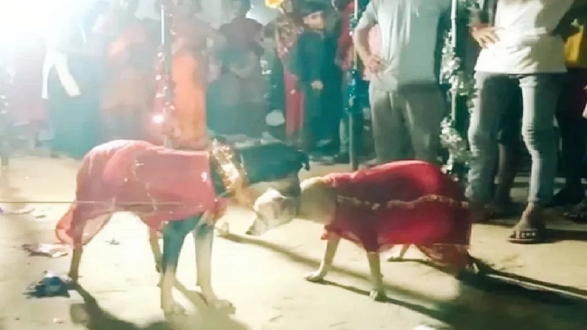 Dogs Wedding: बिहार में कुत्ता-कुतिया की हुई अनोखी शादी, बारात में शामिल हुए 400 लोग