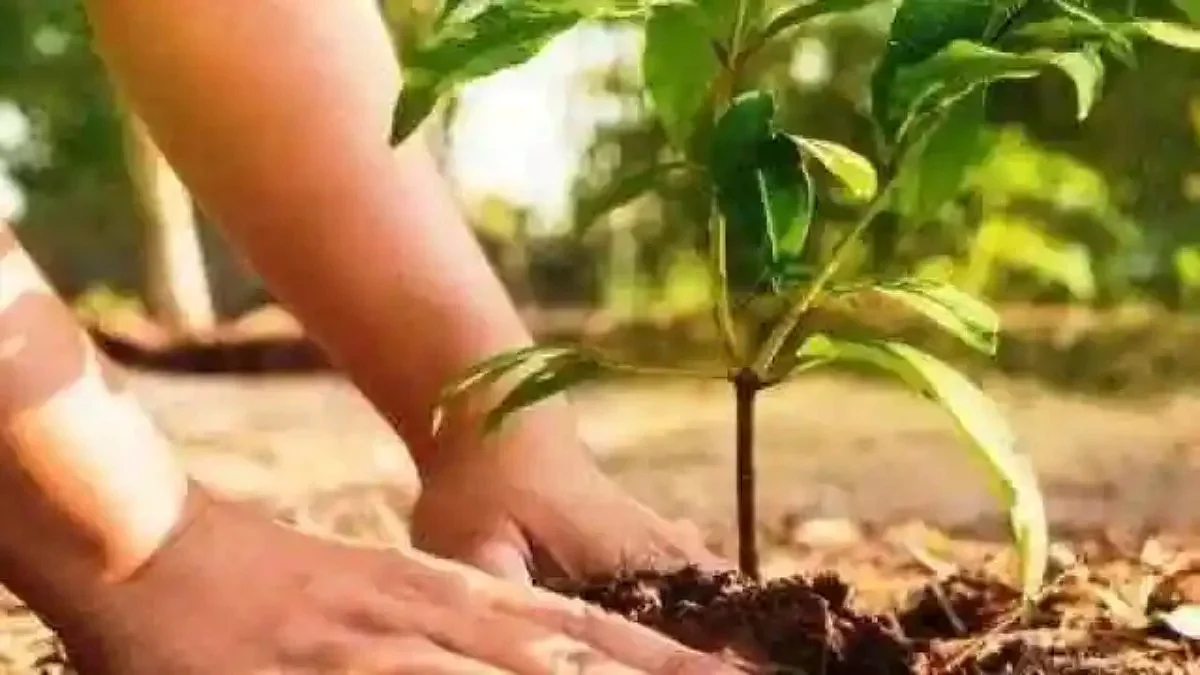 Tree Plantation: 1 जुलाई से उत्तर प्रदेश सरकार राज्य में शुरू करेगी वृक्षारोपण अभियान