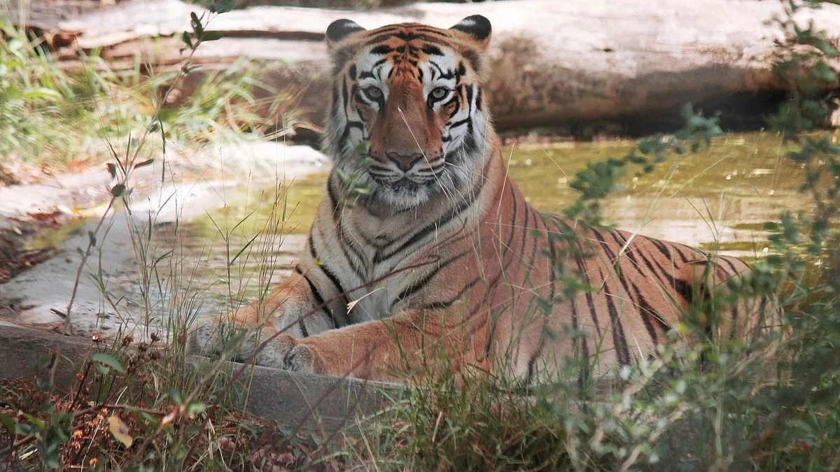 Amangarh Tiger Reserve: उत्तर प्रदेश का अमनगढ़ टाइगर रिजर्व होगा विकसित, Ecotourism को मिलेगा बढ़ावा