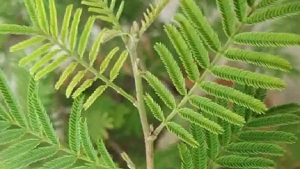 Vastu Tips For Shami Plant: शनि दोष से हैं परेशान तो घर में जरूर लगाएं शमी का पौधा; दूर होगी हर तकलीफ