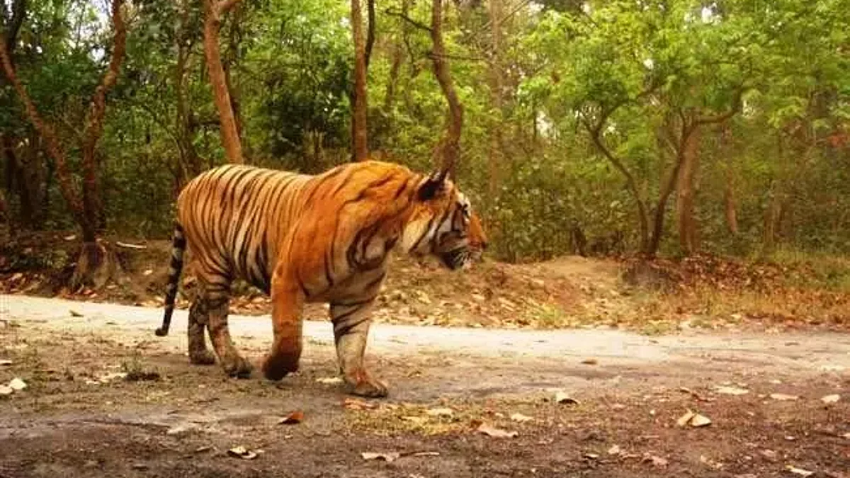 Amangarh Tiger Reserve: उत्तर प्रदेश में जनता के लिए खुला टाइगर रिजर्व