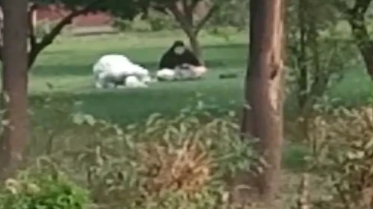 ताजमहल में नमाज पढ़ रहे शख्स के वायरल वीडियो की जांच करेगी ASI