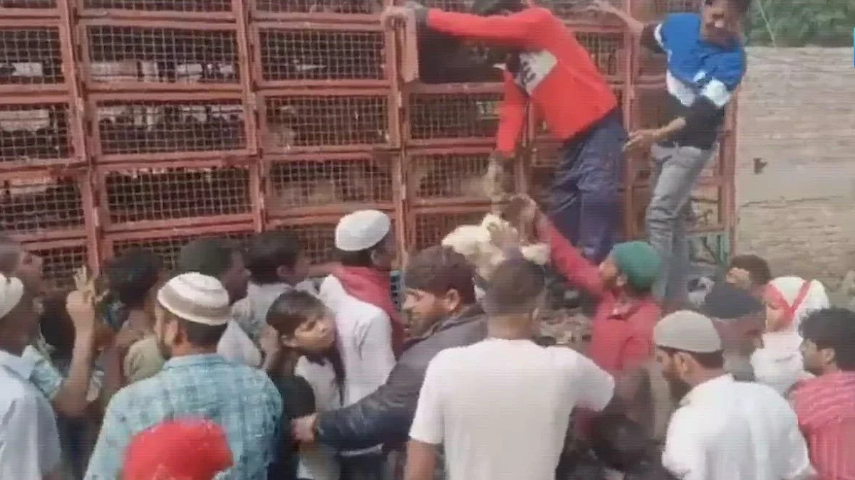 यूपी में फ्री चिकन के लिए मची लूट, निकाय चुनाव से पहले प्रत्याशी ने लोगों में बंटवाया दो ट्रक मुर्गा